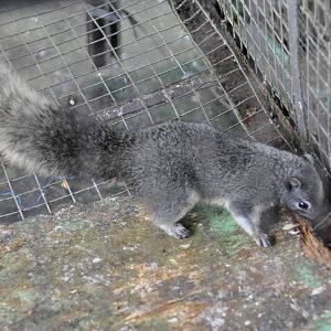 Philippine tree squirrel/ Sundasciurus philippinensis