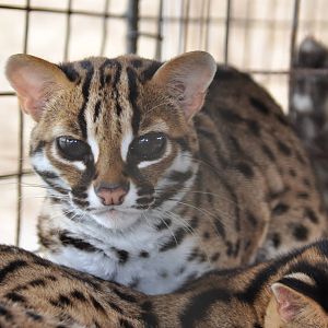 Philippine leopard cat/ Prionailurus bengalensis rabori