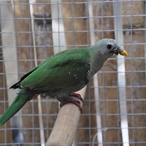 Black-chinned fruit dove/ Ptilinopus leclancheri leclancheri