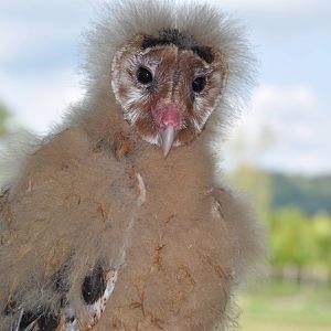 Grass owl/ Tyto longimembris amauronota