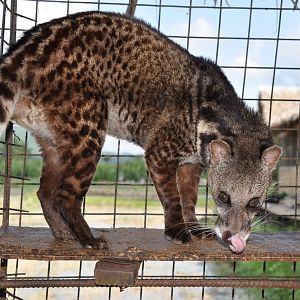 Malaysian civet/ Viverra tangalunga tangalunga