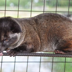 Common palm civet/ Paradoxurus hermaphroditus philippinensis