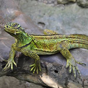 Philippine sail-finned water dragon/ Hydrosaurus pustulatus