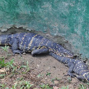 Marbled water monitor/ Varanus marmoratus
