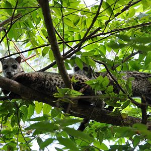 Malaysian civet/ Viverra tangalunga tangalunga