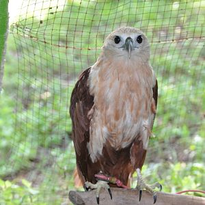 Brahminy kite/ Haliastur indus intermedius