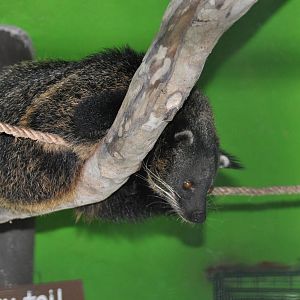 Palawan binturong/ Arctictis binturong whitei