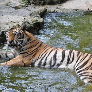 Tiger/ Panthera tigris