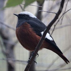 Güldenstädt's Redstart (Phoenicurus erythrogastrus)