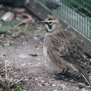 Horned Lark (Eremophila alpestris)