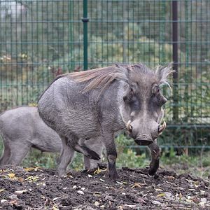 Common Warthog (Phacochoerus africanus africanus)