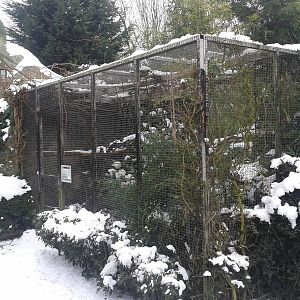 Cotton-topped tamarin outside enclosure
