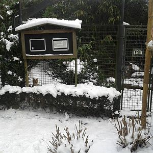 serval outdoor enclosure