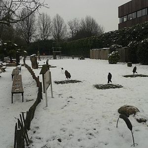 free-flight show area