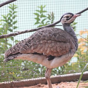 White-bellied Bustard (Eupodotis senegalensis) male