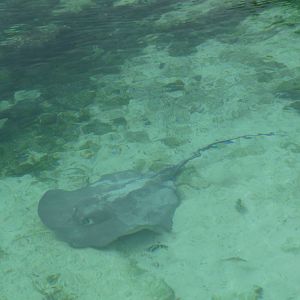 cownose ray xcaret park