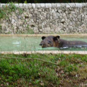 baird`s tapir in pool xcaret park