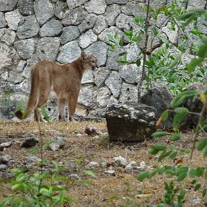 puma xcaret park