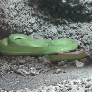 white-lipped bamboo viper