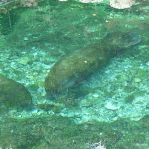 manatee xcaret park
