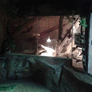 Crocodile monitor enclosure