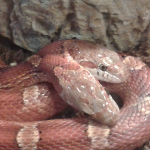 Two-headed cornsnake