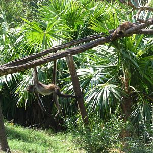 mexican spider monkey yucatan subspecies xcaret park