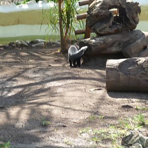 grison exhibit xcaret park