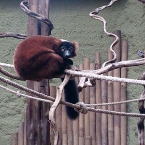 Varecia variegata rubra