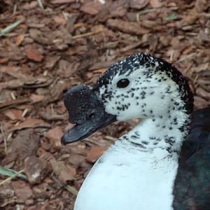 Sarkidiornis melanotos