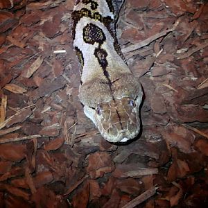 Python reticulatus