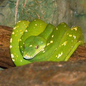 Morelia viridis