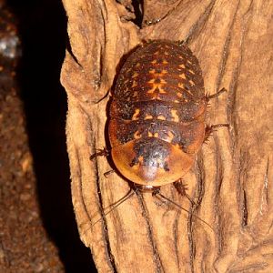 Archimandrita tesselata