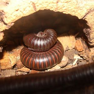 Archispirostreptus gigas