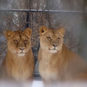 Panthera leo bleyenberghi