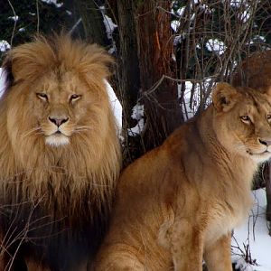 Panthera leo bleyenberghi