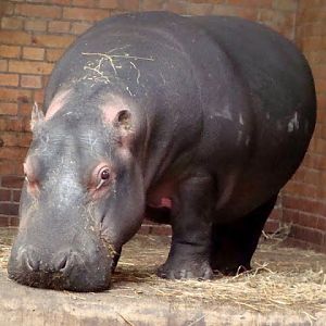 Hippopotamus amphibius