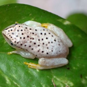 Heterixalus madagascariensis