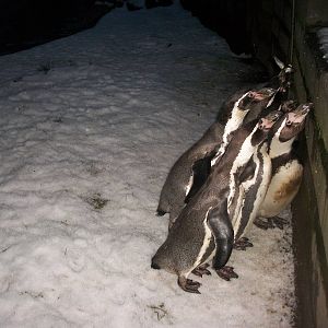 Sewerby Zoo, Penguin feeding 19th January 2013