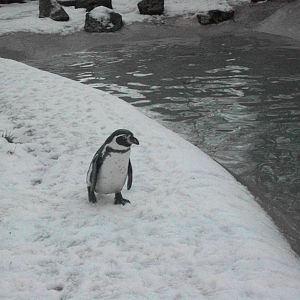 Sewerby Zoo, plodding round for a sprat 19th January 2013