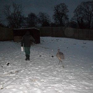 Sewerby Zoo, madgeandshane with a Rhea to the rear  19th January 2013