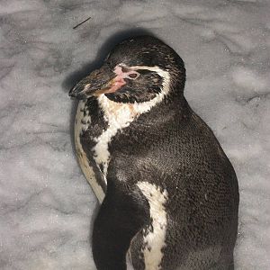 What is it like in Peru in winter? Sewerby Zoo, 19th January 2013