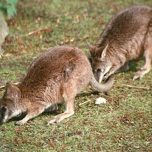 Parma Wallabies 8th June 1996