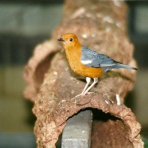 Orange-headed Ground Thrush 5th April 1997