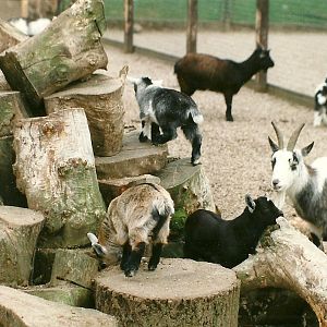 African Pygmy Goats 5th April 1997