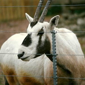Arabian Oryx 5th April 1997