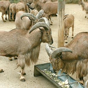 Barbary Sheep 5th April 1997