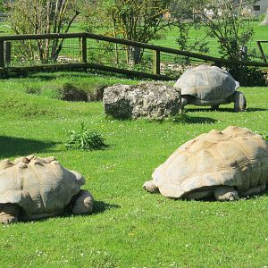 Giant Tortoises 2012