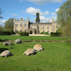 Giant Tortoises 2012
