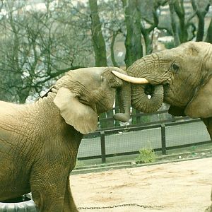 Flossie and Kasama 5th April 1997